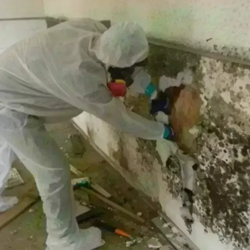 Mold Remediation and Removal in Fishers, IN